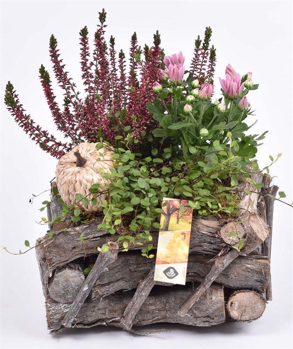 <h4>Natuur druivenhout 23x23cm</h4>