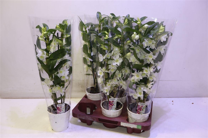 <h4>Dendr N S C Apollon</h4>