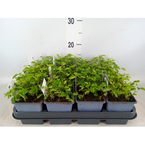 Mimosa pudica