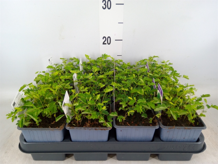 <h4>Mimosa pudica</h4>