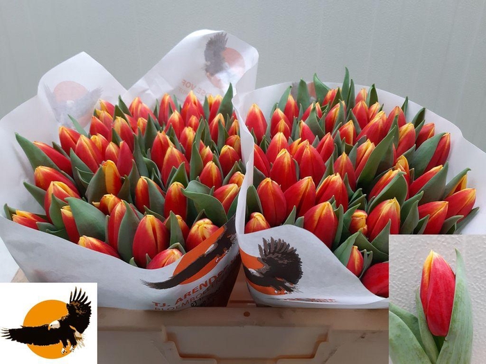 <h4>Tulipa si russia</h4>