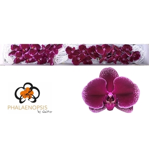 Phalaenopsis Lie De Vin