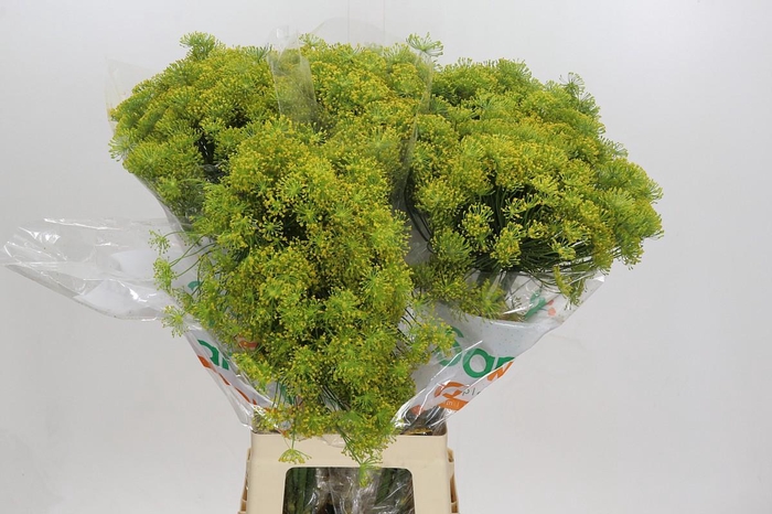 <h4>Anethum Graveolens</h4>