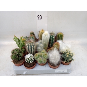 Cactus   ...mix