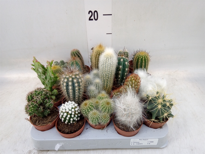 <h4>Cactus   ...mix</h4>