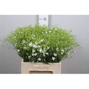 Saponaria White