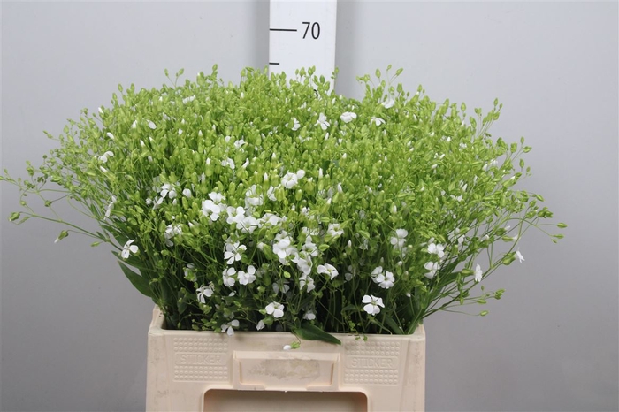 <h4>Saponaria White</h4>