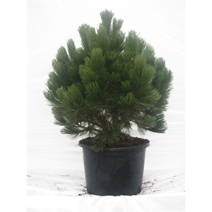 Pinus leucodermis Comp. gem.