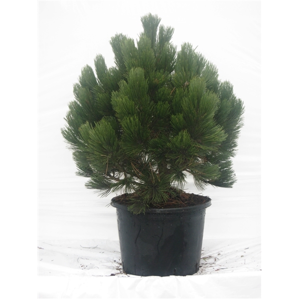 <h4>Pinus leucodermis Comp. gem.</h4>