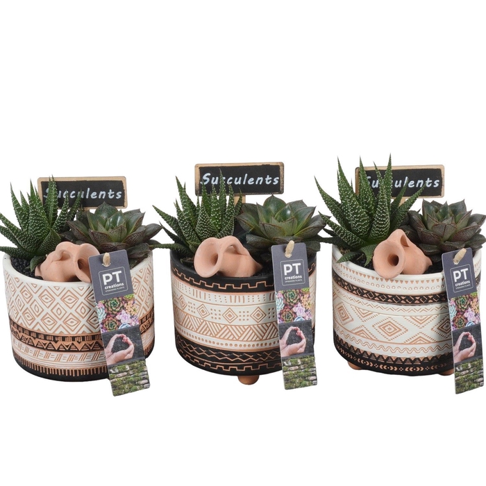 <h4>Arr.  Succulents L%</h4>