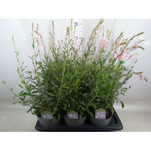 Gaura lindheimeri   ...