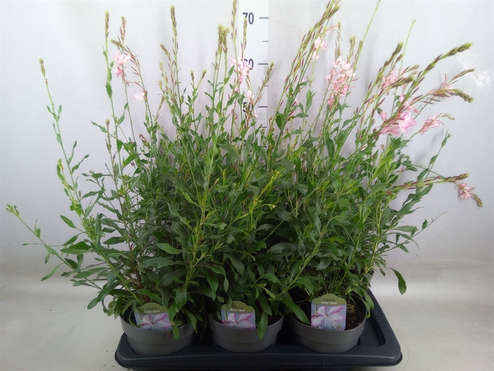 <h4>Gaura lindheimeri   ...</h4>