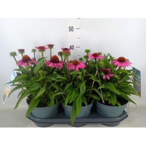 Echinacea  'SunSeekers Pink'