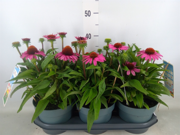 <h4>Echinacea  'SunSeekers Pink'</h4>