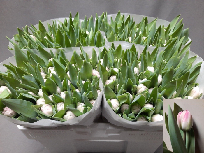 <h4>TU DU UPSTAR</h4>