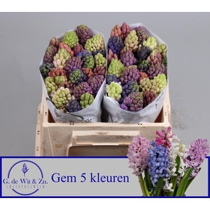 HYAC GEM 5 KLEUREN