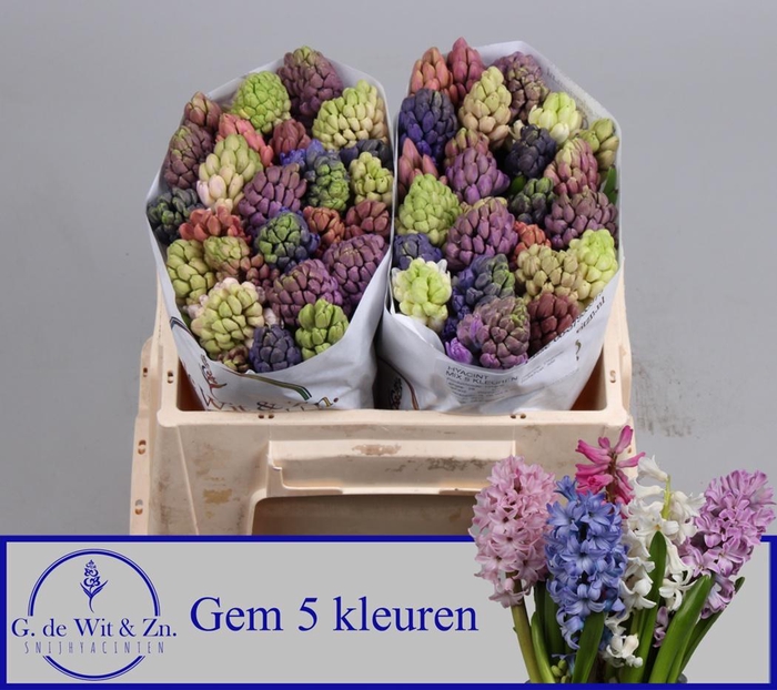 <h4>HYAC GEM 5 KLEUREN</h4>