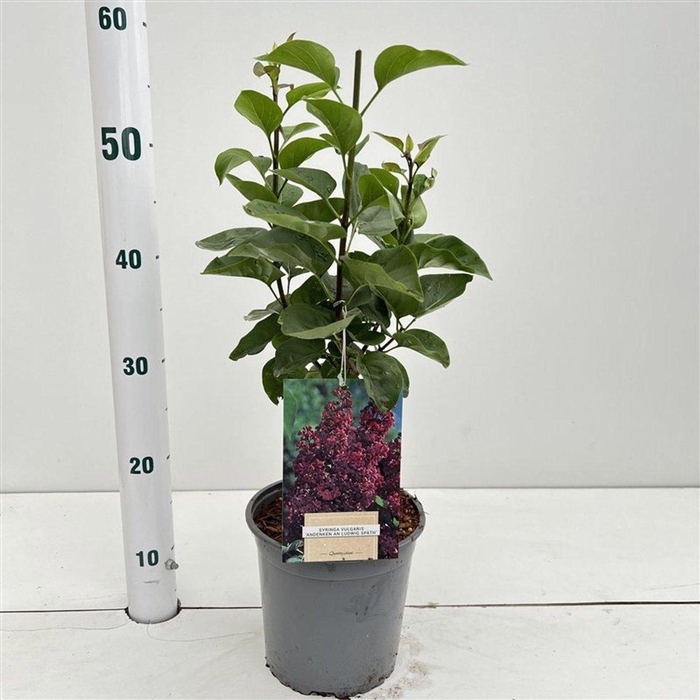 <h4>Syringa Andenken an Ludwig</h4>