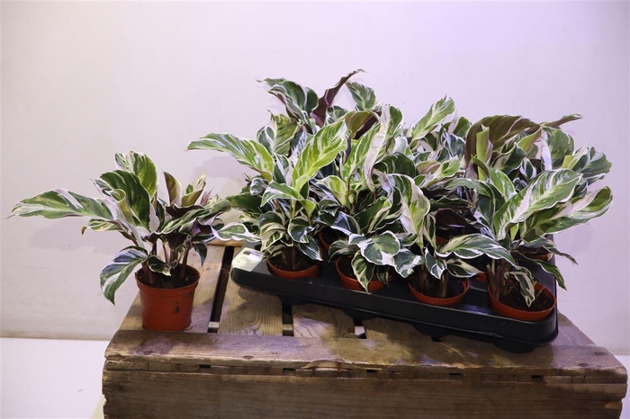 <h4>arr8 Calat Fusion White</h4>