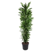 Dracaena Cintho