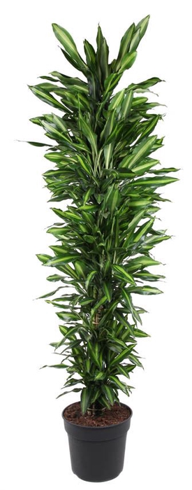 Dracaena Cintho