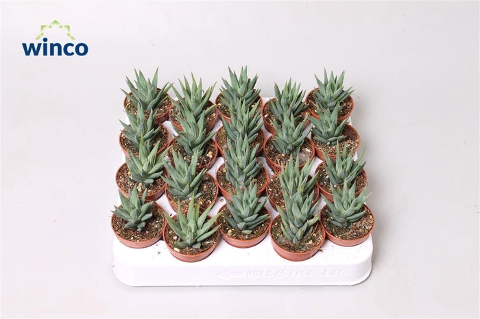<h4>Haworthia Glauca</h4>