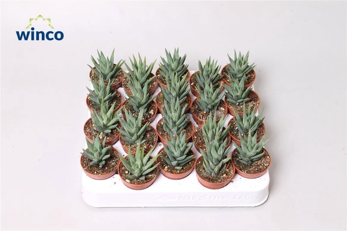 <h4>Haworthia Glauca</h4>