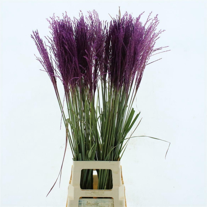 <h4>Miscanthus Purple</h4>