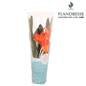 Clivia Flandresse® orange hoes Charlotte