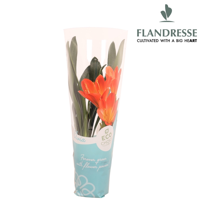 <h4>Clivia Flandresse® orange hoes Charlotte</h4>