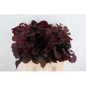 CORYL AV ROTER ZELLE 060CM