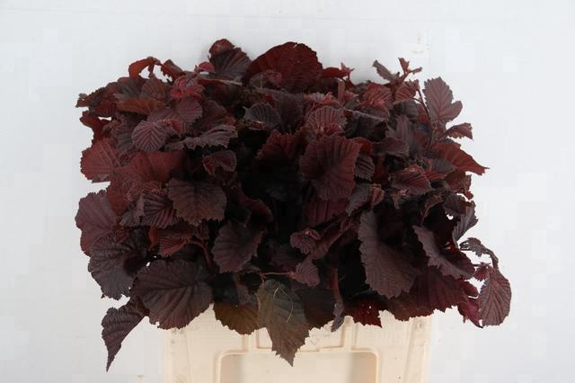 <h4>CORYL AV ROTER ZELLE 060CM</h4>