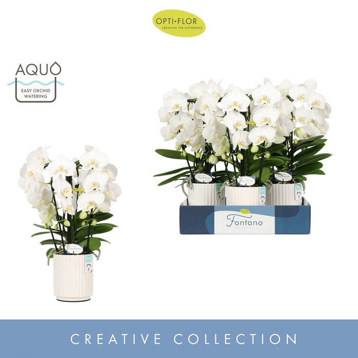 <h4>Phalaenopsis wit meer takken</h4>
