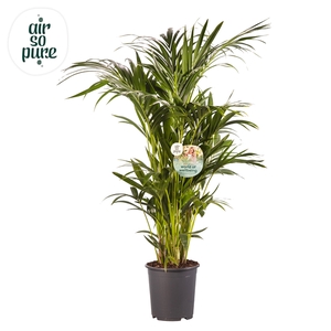 KENTIA - P27 H120 - 12PP - Air So Pure (Howea forsteriana)