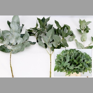 Euca Robusta 55cm Vertakt