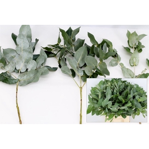 Euca Robusta 55cm Vertakt