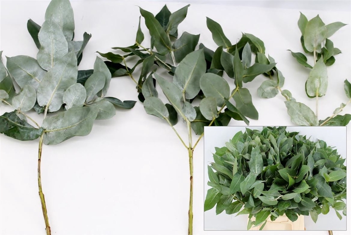 <h4>Euca Robusta 55cm Vertakt</h4>