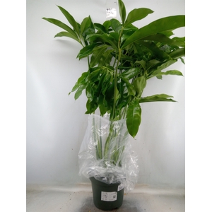 Philodendron  'Fun Bun'