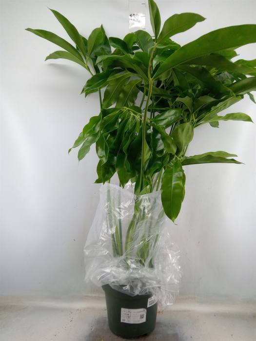 <h4>Philodendron  'Fun Bun'</h4>