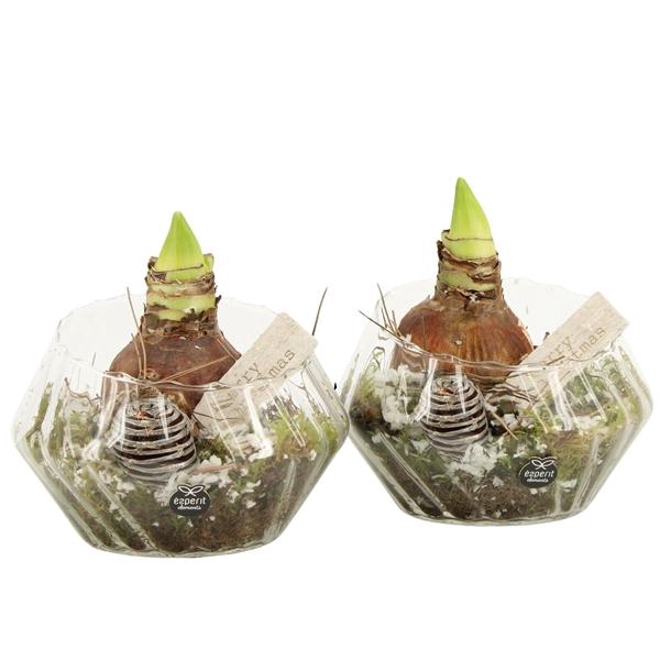 <h4>61966: X-mas arrangement</h4>