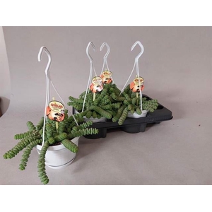 Crassula marnieriana