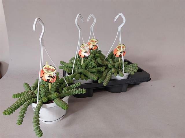 <h4>Crassula marnieriana</h4>
