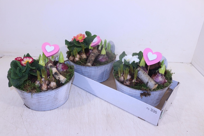 <h4>ARR TUINPLANTEN</h4>