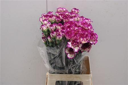 <h4>Di St Cassiopea</h4>