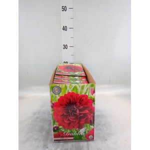 Dahlia   ...flowerbulbs