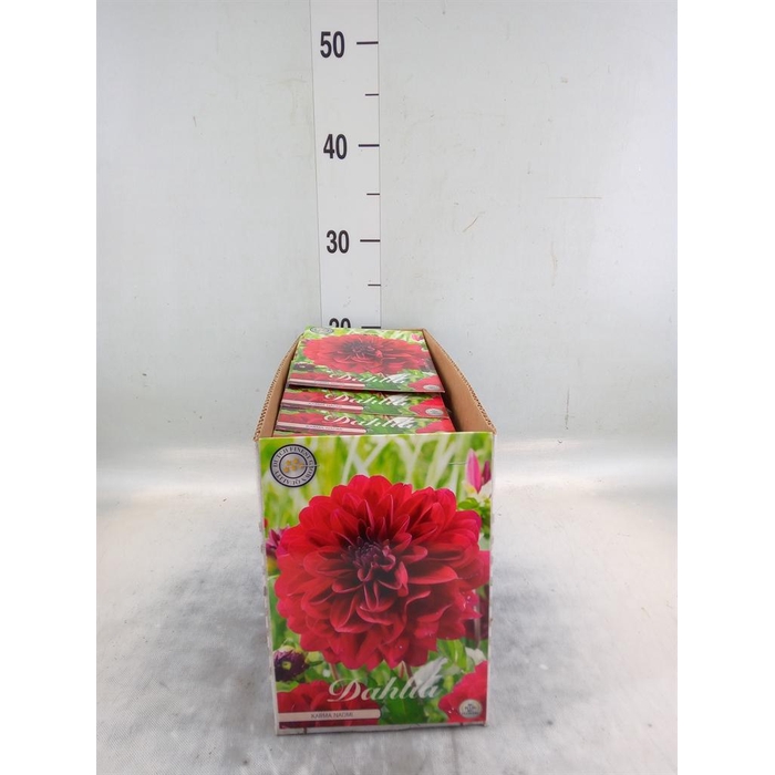<h4>Dahlia   ...flowerbulbs</h4>