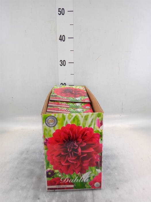 Dahlia   ...flowerbulbs