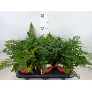 Humata griffithiana var. tyermannii