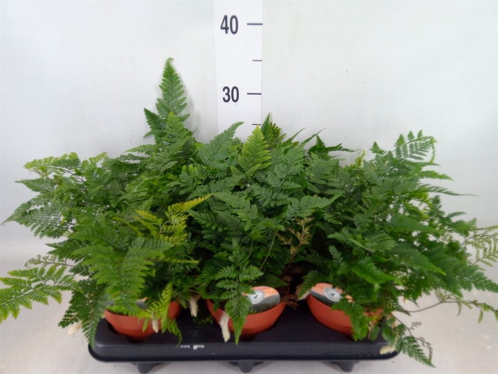 <h4>Humata griffithiana var. tyermannii</h4>