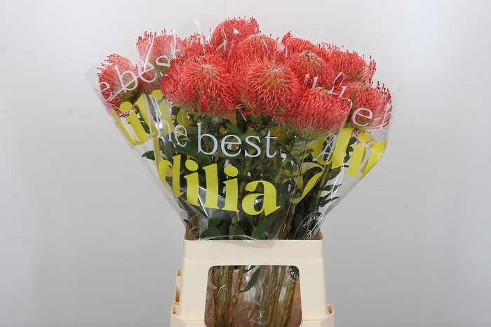 <h4>Nutans Ayoba Pink</h4>